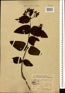 Hypericum androsaemum L., Caucasus, Georgia (K4) (Georgia)