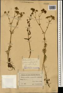 Valerianella uncinata (M. Bieb.) Dufr., Caucasus, Azerbaijan (K6) (Azerbaijan)