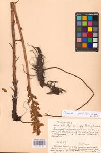 Orobanche reticulata subsp. pallidiflora (Wimm. & Grab.) Hayek, Eastern Europe, Moscow region (E4a) (Russia)