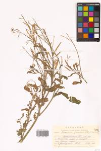 Brassica juncea (L.) Czern., Siberia, Russian Far East (S6) (Russia)