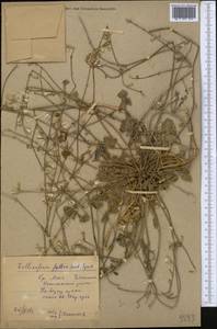 Launaea procumbens (Roxb.) Amin, Middle Asia, Syr-Darian deserts & Kyzylkum (M7) (Uzbekistan)