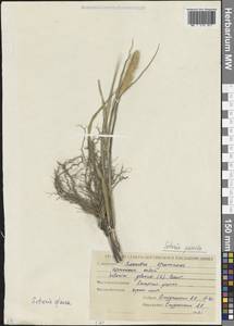 Setaria pumila (Poir.) Roem. & Schult., Caucasus, North Ossetia, Ingushetia & Chechnya (K1c) (Russia)