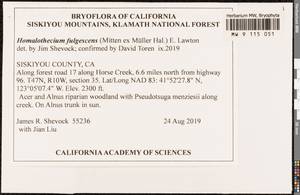 Homalothecium fulgescens (Mitt. ex Müll. Hal.) A. Jaeger, Bryophytes, Bryophytes - America (BAm) (United States)