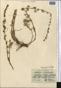 Artemisia aschurbajewii C. Winkl., Middle Asia, Northern & Central Tian Shan (M4) (Kyrgyzstan)