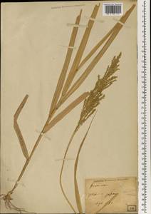 Poaceae, South Asia, South Asia (Asia outside ex-Soviet states and Mongolia) (ASIA) (Japan)