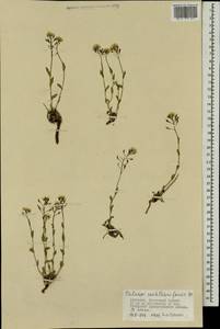 Noccaea thlaspidioides (Pall.) F.K.Mey., Mongolia (MONG) (Mongolia)