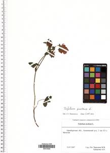 Trifolium pratense L., Eastern Europe, Eastern region (E10) (Russia)