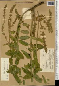 Nepeta nuda subsp. nuda, Caucasus, Armenia (K5) (Armenia)