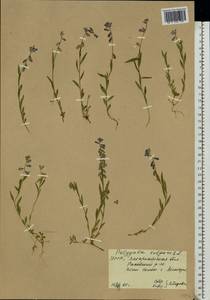 Polygala vulgaris L., Eastern Europe, West Ukrainian region (E13) (Ukraine)