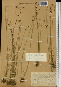 Juncus alpinoarticulatus subsp. rariflorus (Hartm.) Holub, Eastern Europe, Northern region (E1) (Russia)