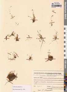 Callitriche palustris L., Siberia, Chukotka & Kamchatka (S7) (Russia)