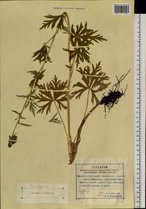 Aconitum decipiens Vorosch. & Anfalov, Siberia, Altai & Sayany Mountains (S2) (Russia)
