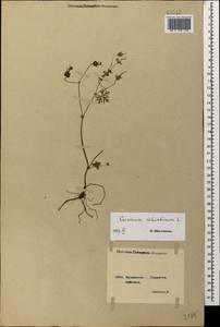 Geranium columbinum L., Caucasus, Georgia (K4) (Georgia)