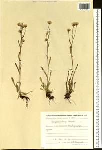 Erigeron politus Fr., Siberia, Chukotka & Kamchatka (S7) (Russia)