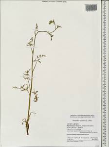 Oenanthe aquatica (L.) Poir., Eastern Europe, Central forest-and-steppe region (E6) (Russia)