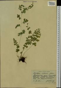 Sitobolium wilfordii (T. Moore) L. A. Triana & Sundue, Siberia, Russian Far East (S6) (Russia)