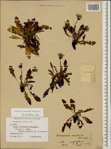 Taraxacum confusum Schischk., Caucasus, North Ossetia, Ingushetia & Chechnya (K1c) (Russia)