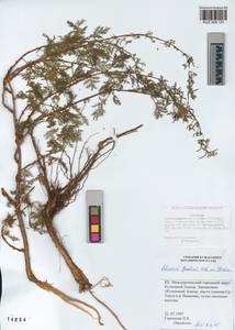 Artemisia gmelinii Weber ex Stechm., Siberia, Altai & Sayany Mountains (S2) (Russia)