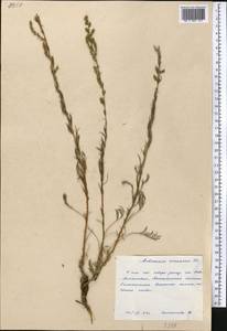 Artemisia arenaria DC., Middle Asia, Caspian Ustyurt & Northern Aralia (M8) (Kazakhstan)