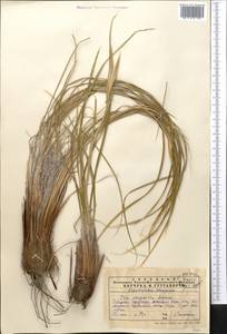 Iris songarica Schrenk, Middle Asia, Western Tian Shan & Karatau (M3) (Kazakhstan)