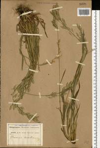 Bromus secalinus L., Eastern Europe, Central forest-and-steppe region (E6) (Russia)