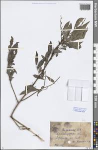 Salix, Middle Asia, Caspian Ustyurt & Northern Aralia (M8) (Kazakhstan)