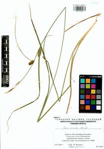 Carex vesicata Meinsh., Siberia, Baikal & Transbaikal region (S4) (Russia)