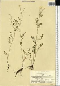 Cardamine pratensis subsp. dentata (Schult.) Čelak., Eastern Europe, Central region (E4) (Russia)