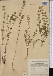 Clinopodium alpinum subsp. hungaricum (Simonk.) Govaerts, Western Europe (EUR) (Romania)