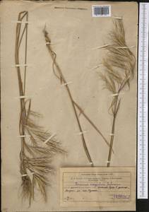 Bromus oxyodon Schrenk, Middle Asia, Western Tian Shan & Karatau (M3) (Uzbekistan)