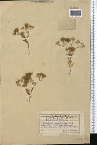 Valerianella cymbicarpa C. A. Mey., Middle Asia, Western Tian Shan & Karatau (M3) (Kazakhstan)