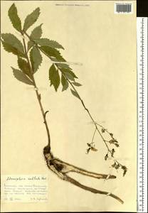 Adenophora sublata Kom., Siberia, Russian Far East (S6) (Russia)