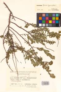 Spiraea hypericifolia L., Eastern Europe, Lower Volga region (E9) (Russia)