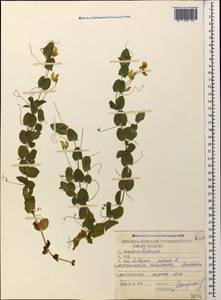 Lathyrus aphaca L., Caucasus, Stavropol Krai, Karachay-Cherkessia & Kabardino-Balkaria (K1b) (Russia)
