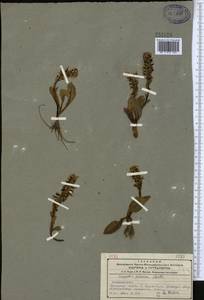 Lagotis glauca, Middle Asia, Northern & Central Tian Shan (M4) (Kazakhstan)