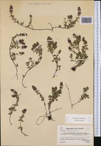 Thymus pulegioides subsp. pulegioides, Western Europe (EUR) (France)