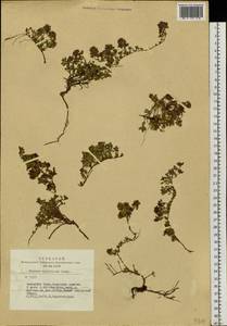 Thymus mongolicus (Ronniger) Ronniger, Siberia, Altai & Sayany Mountains (S2) (Russia)