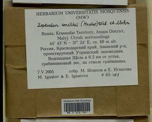 Leptodon smithii (Dicks. ex Hedw.) F. Weber & D. Mohr, Bryophytes, Bryophytes - North Caucasus & Ciscaucasia (B12) (Russia)