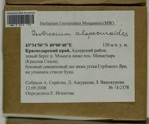 Isothecium alopecuroides (Lam. ex Dubois) Isov., Bryophytes, Bryophytes - North Caucasus & Ciscaucasia (B12) (Russia)