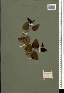 Smilax excelsa L., Caucasus, Georgia (K4) (Georgia)