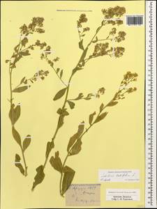 Lepidium latifolium L., Caucasus, Armenia (K5) (Armenia)