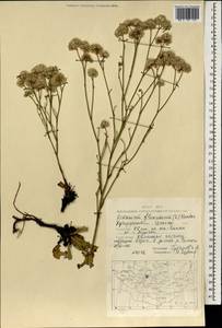 Limonium flexuosum (L.) Kuntze, Mongolia (MONG) (Mongolia)