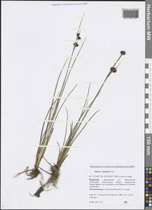 Juncus castaneus Sm., Siberia, Baikal & Transbaikal region (S4) (Russia)