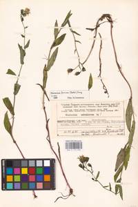 Hieracium furvescens (Dahlst.) Omang, Eastern Europe, Northern region (E1) (Russia)