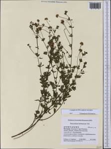 Dorycnium pentaphyllum subsp. herbaceum (Vill.)Rouy, Western Europe (EUR) (Bulgaria)