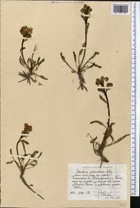 Pedicularis rhinanthoides subsp. rotundata Vved., Middle Asia, Western Tian Shan & Karatau (M3) (Uzbekistan)