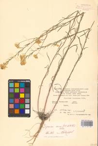 Erysimum canum (Piller & Mitt.) Polatschek, Eastern Europe, South Ukrainian region (E12) (Ukraine)