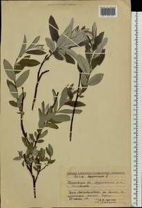 Salix lapponum L., Eastern Europe, Volga-Kama region (E7) (Russia)