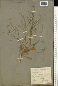 Brassica elongata subsp. integrifolia (Boiss.) Breistr., Eastern Europe, North Ukrainian region (E11) (Ukraine)