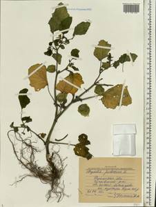 Physalis pubescens L., Eastern Europe, Central region (E4) (Russia)